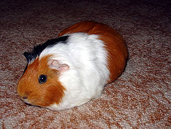 cavia